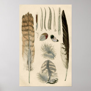 Feathers Poster