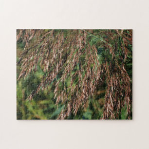 Feathery Dried Grasses Close Up Nature  Jigsaw Puzzle
