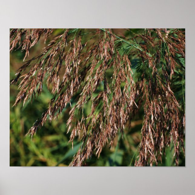 Feathery Dried Grasses Close Up Nature Poster (Front)