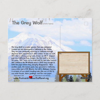 Feb25k-The Grey Wolf is endangered in California Postcard