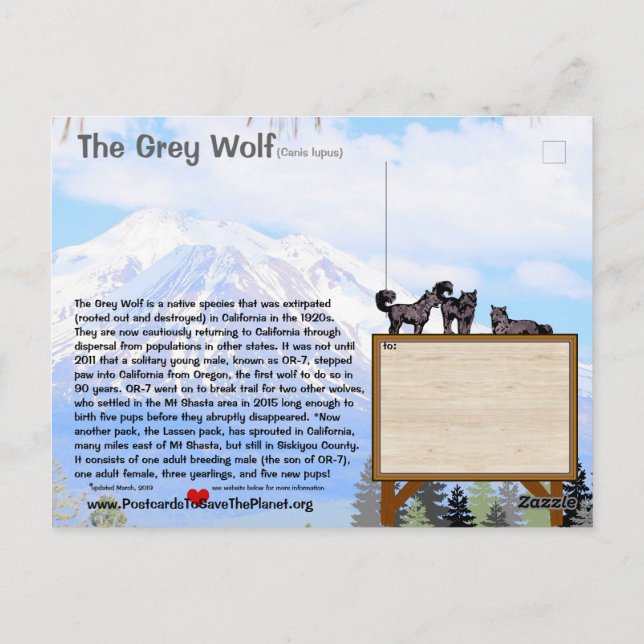 Feb25m-The Grey Wolf is endangered in California Postcard (Back)