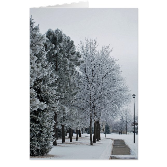 February 2012 Hoar Frost Grand Forks, North Dakota (Front)