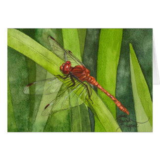 February Dragonfly