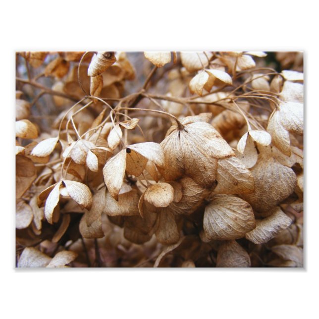 February's Hydrangeas Photo Print (Front)