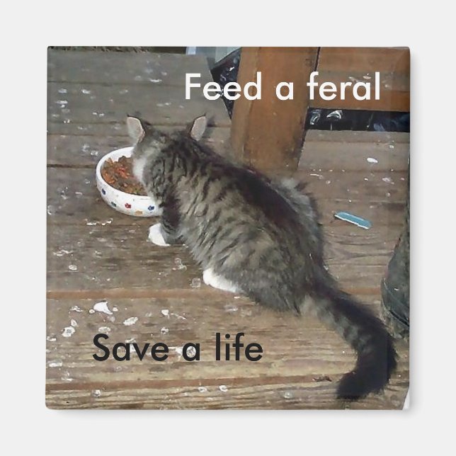 "Feed a Feral, Save a Life" feral kitten magnet (Front)