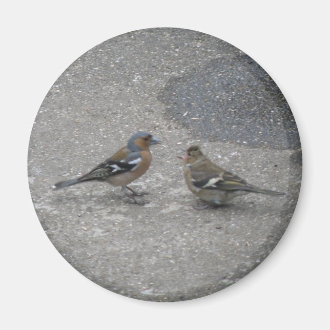 Feed Me Chaffinch Magnet (Front)