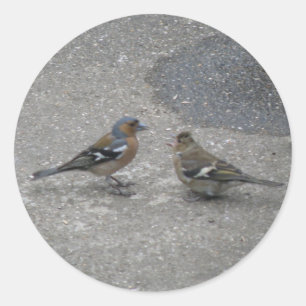 Feed Me Chaffinch Sticker