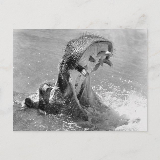 Feed Me Hippo Postcard (Front)