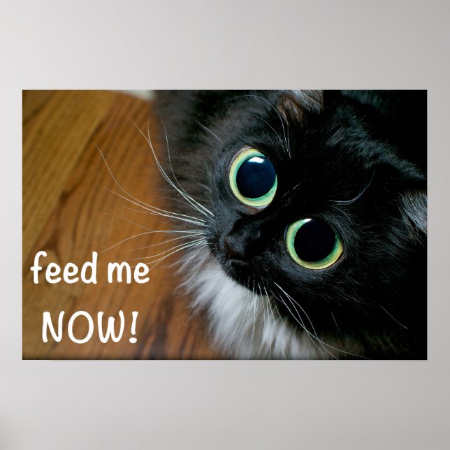 feed me NOW! Poster (Front)
