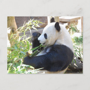 Feed Me Panda Postcard