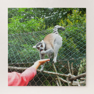 Feeding a lemur jigsaw puzzle