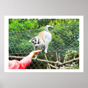 Feeding a ring tailed lemur poster