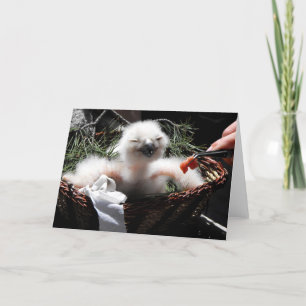 Feeding an Eagle Owl chick Holiday Card