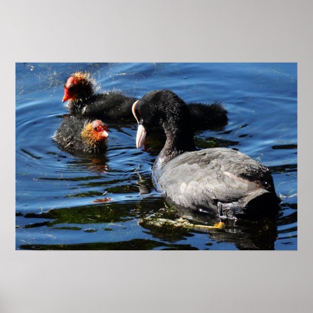 Feeding Babies Poster (Front)
