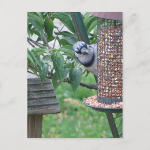 Feeding Blue Jay Postcard