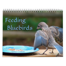 Feeding Bluebirds