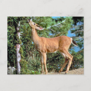 Feeding Deer Postcard