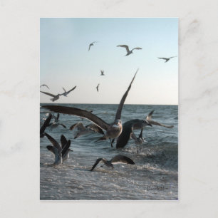 Feeding Frenzy Postcard