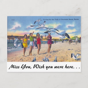 Feeding Gulls, Clearwater Beach, Florida Postcard