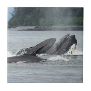 Feeding Humpback Whales Ceramic Tile