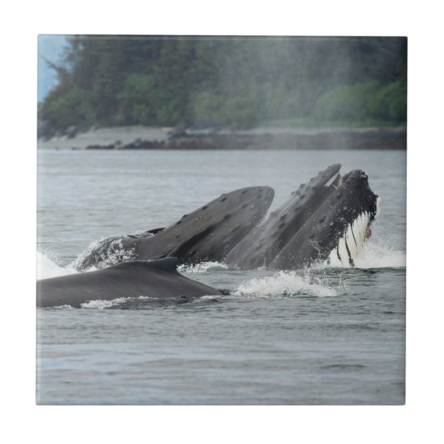 Feeding Humpback Whales Ceramic Tile (Front)