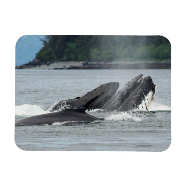 Feeding Humpback Whales Magnet (Horizontal)
