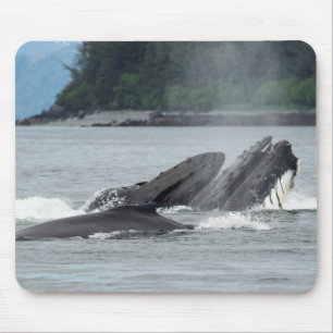 Feeding Humpback Whales Mouse Pad