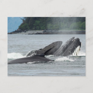 Feeding Humpback Whales Postcard