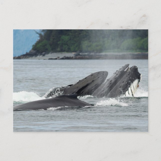 Feeding Humpback Whales Postcard (Front)