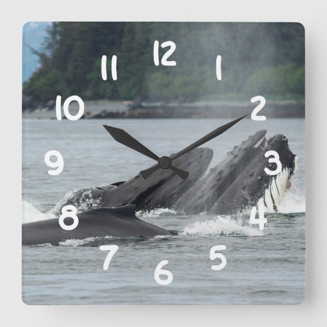 Feeding Humpback Whales Square Wall Clock (Front)