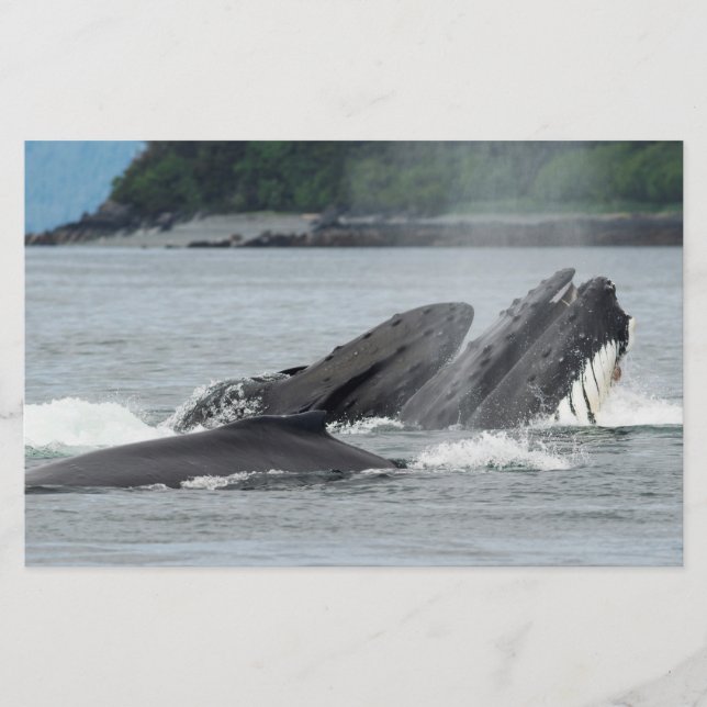 Feeding Humpback Whales Stationery (Front)