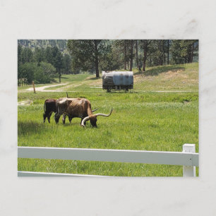 Feeding Longhorns on a Ranch Postcard
