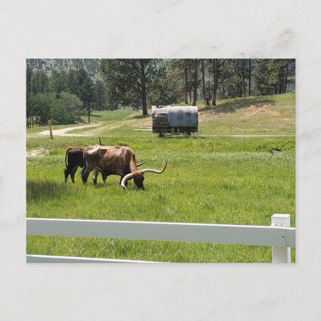 Feeding Longhorns on a Ranch Postcard (Front)