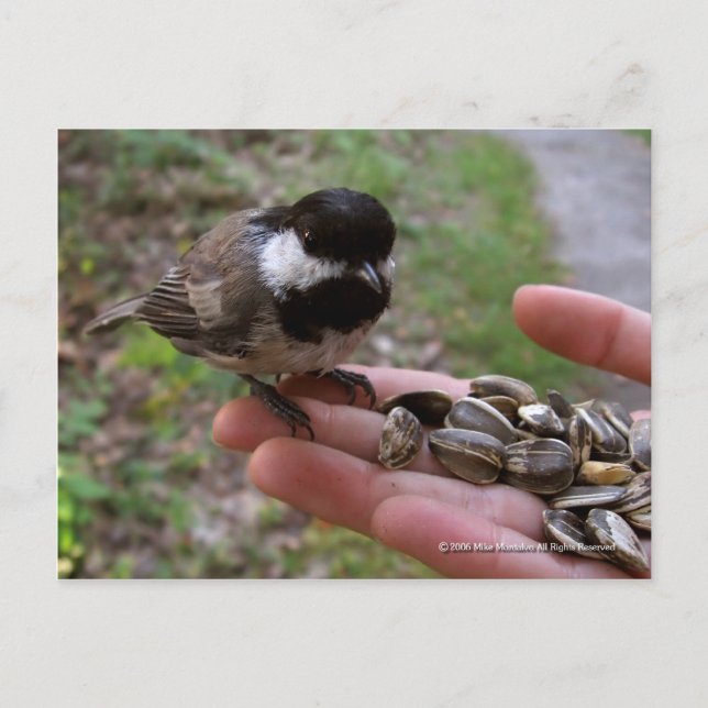 Feeding The Birds Postcard (Front)