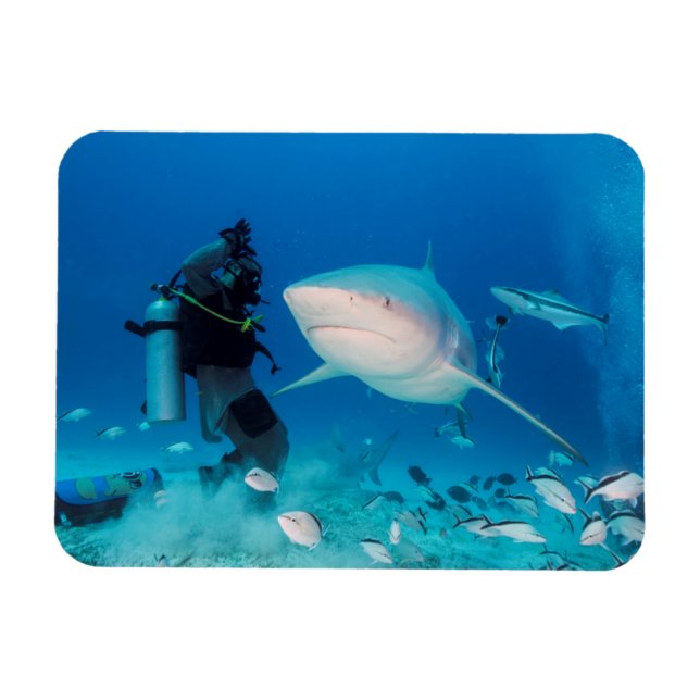 Feeding The Bull Magnet (Horizontal)