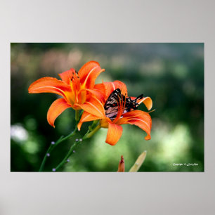 Feeding Time at the Lillies 4 Poster