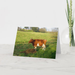 Feeding time for Guernsey cow Card