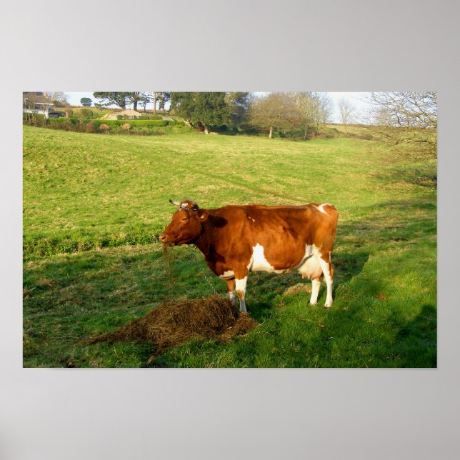 Feeding time for Guernsey cow Poster (Front)