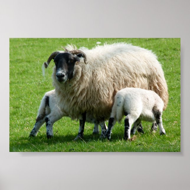 Feeding time for this sheep's lambs poster (Front)