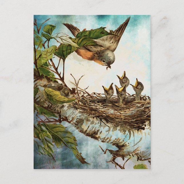 FEEDING TIME POSTCARD (Front)