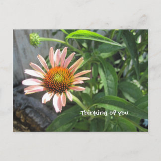 Feel Better Pink Daisy Postcard