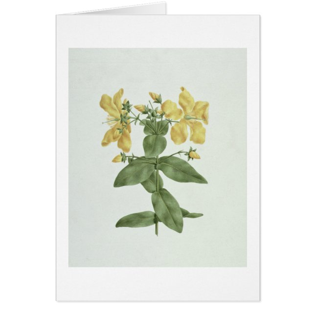 Feel-Fetch (Hypericum quartinianum) (w/c over grap (Front)
