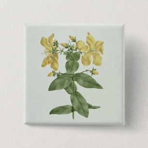 Feel-Fetch (Hypericum quartinianum) (w/c over grap 15 Cm Square Badge