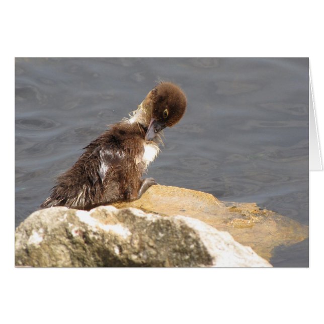 Feelin' Ducky - Duckling Get Well Card (Front Horizontal)