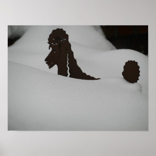 Feeling buried?? Poodle in snow Poster (Front)