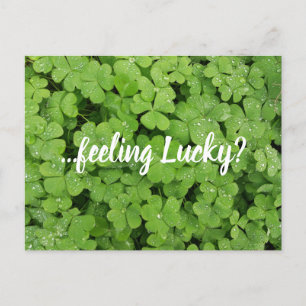 Feeling lucky? green clover postcard