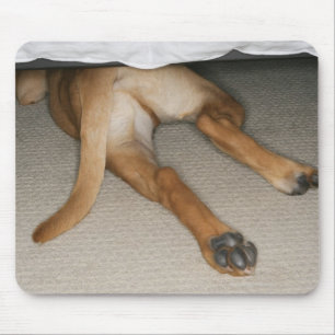 Feet and tail of yellow lab dog hidden under bed mouse pad