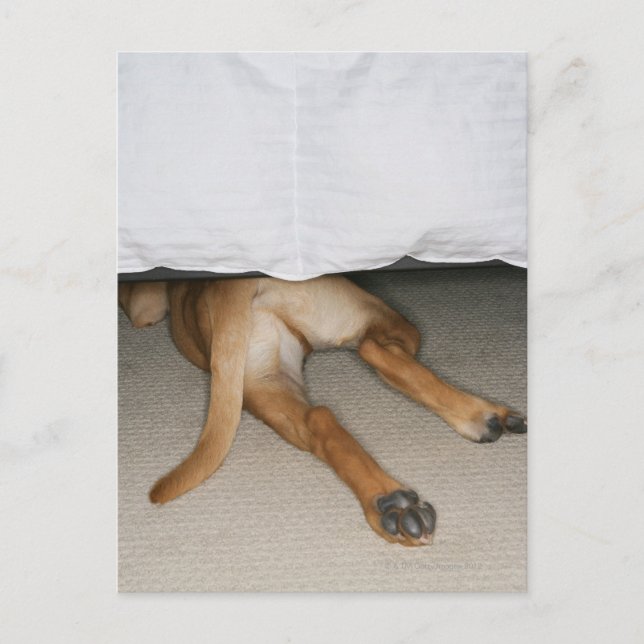 Feet and tail of yellow lab dog hidden under bed postcard (Front)