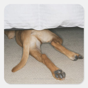 Feet and tail of yellow lab dog hidden under bed square sticker