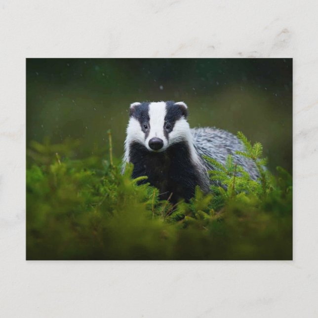 Feisty Badger Postcard (Front)
